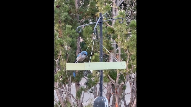 Woodhouse's Scrub-Jay - ML645445724