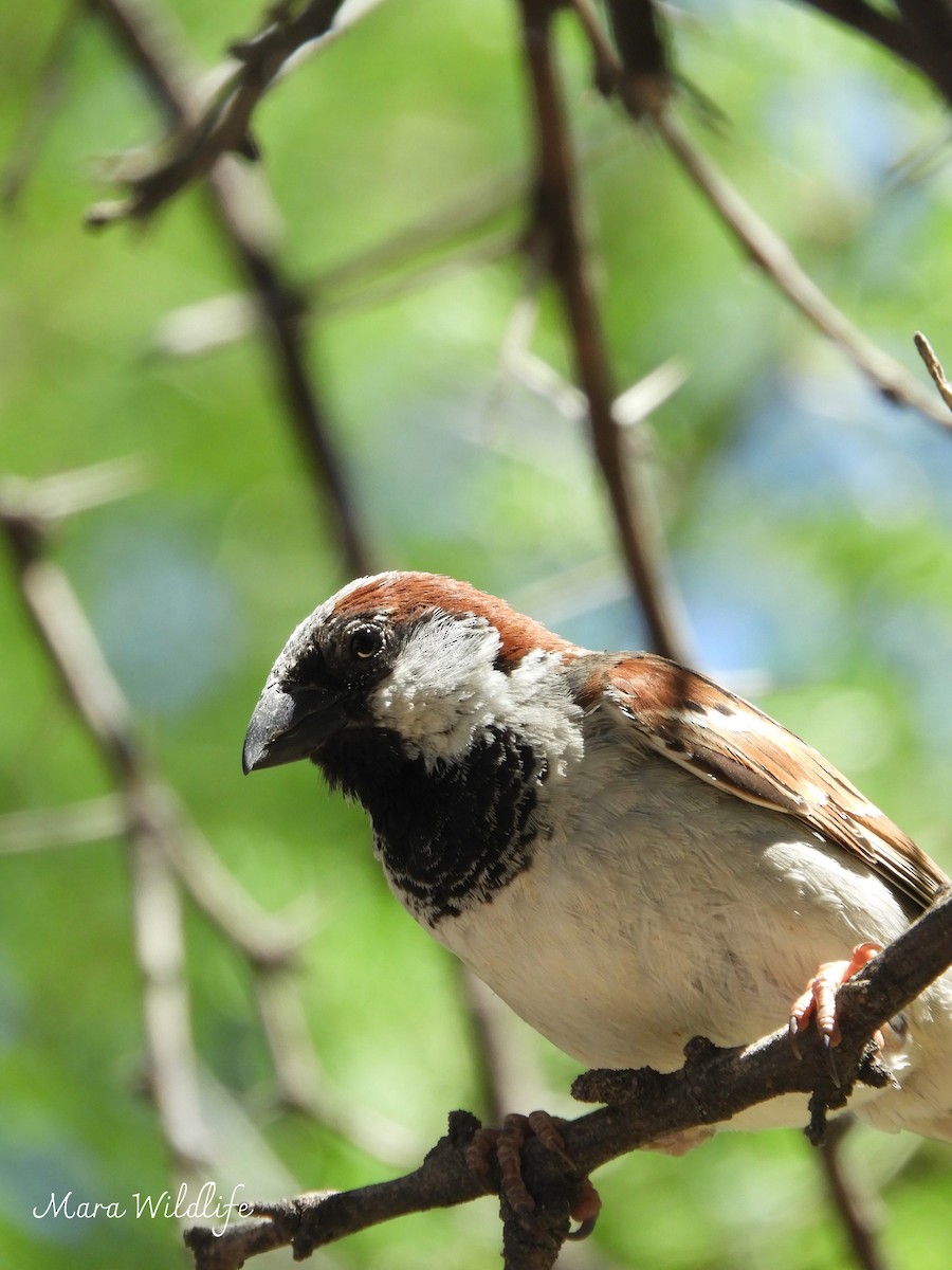 Gorrión Común - ML645445728