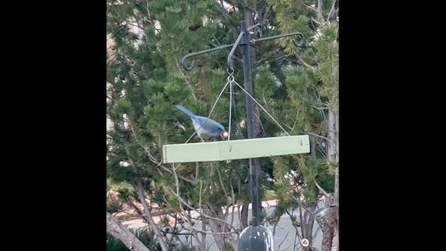 Blue Jay - ML645445745