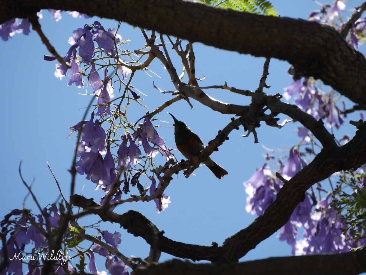 Southern Double-collared Sunbird - ML645445747