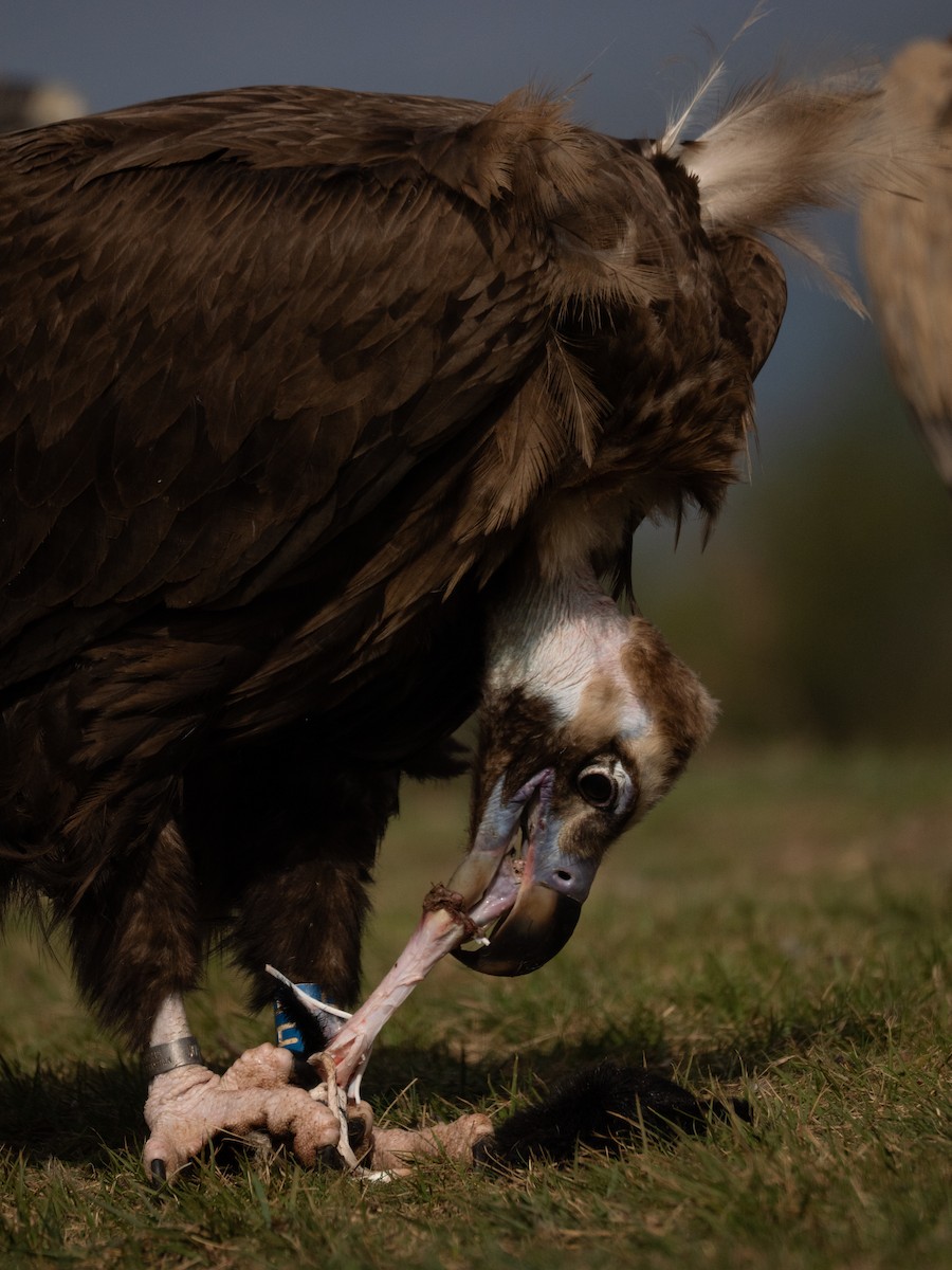 クロハゲワシ - ML645445754