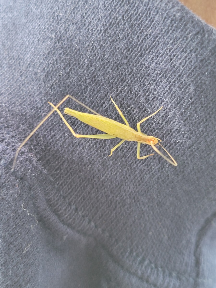 Insects - ML645445755