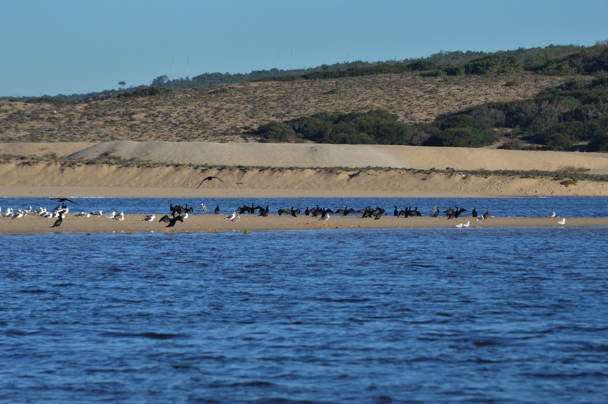 Kormoran - ML645445757