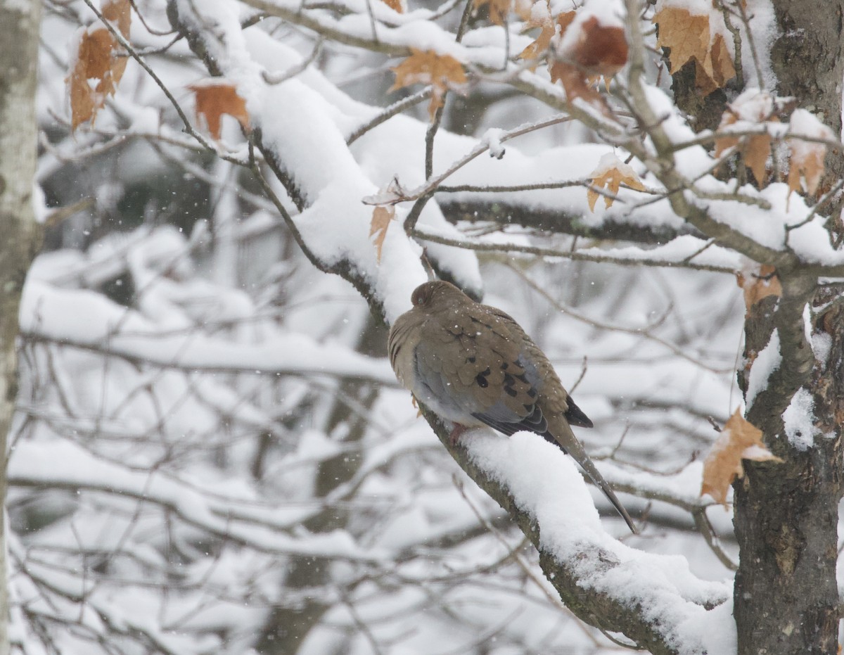 Mourning Dove - ML645445762