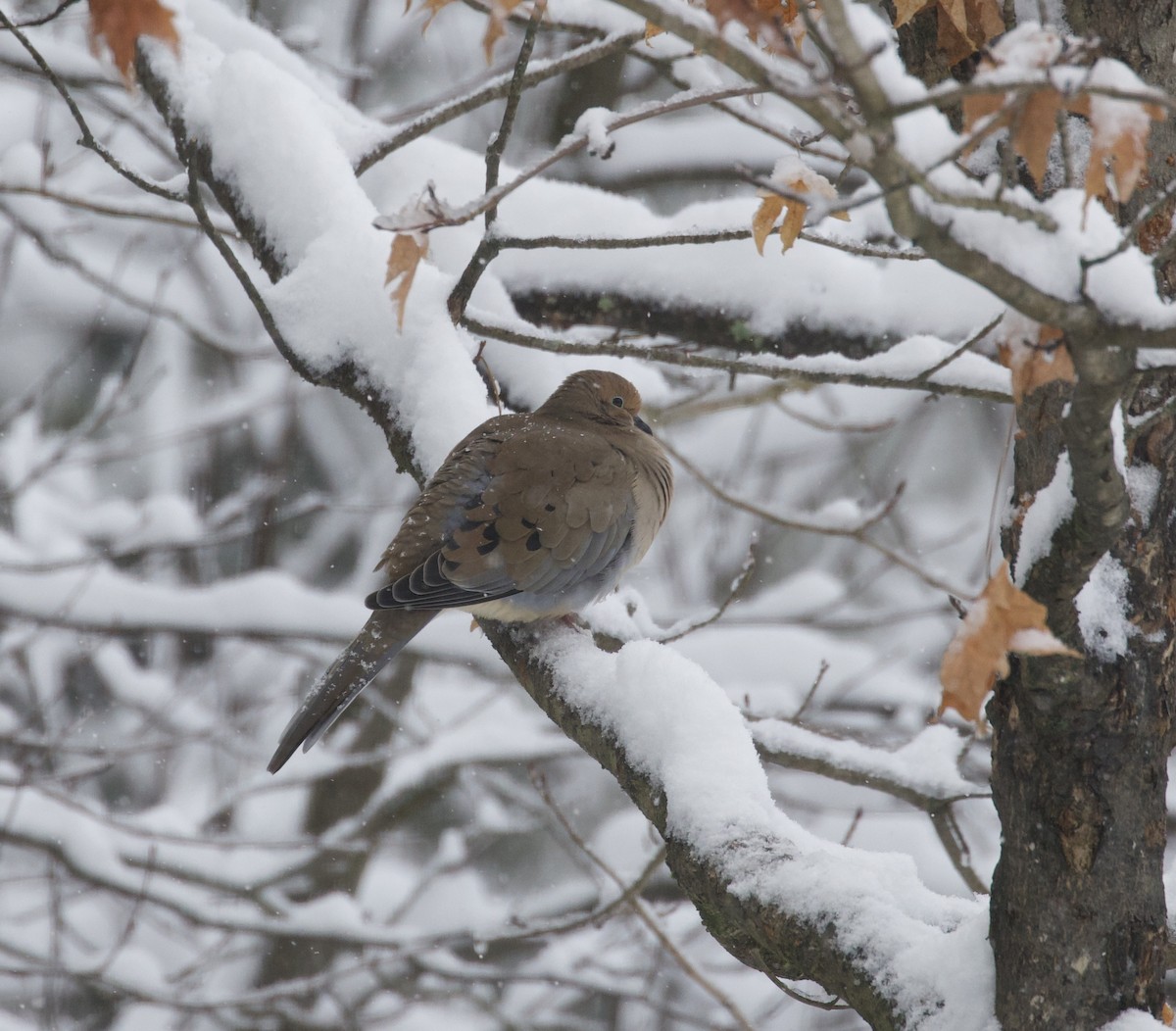 Mourning Dove - ML645445763