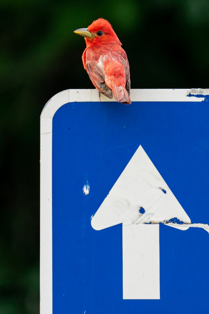 Алая пиранга - ML645445764