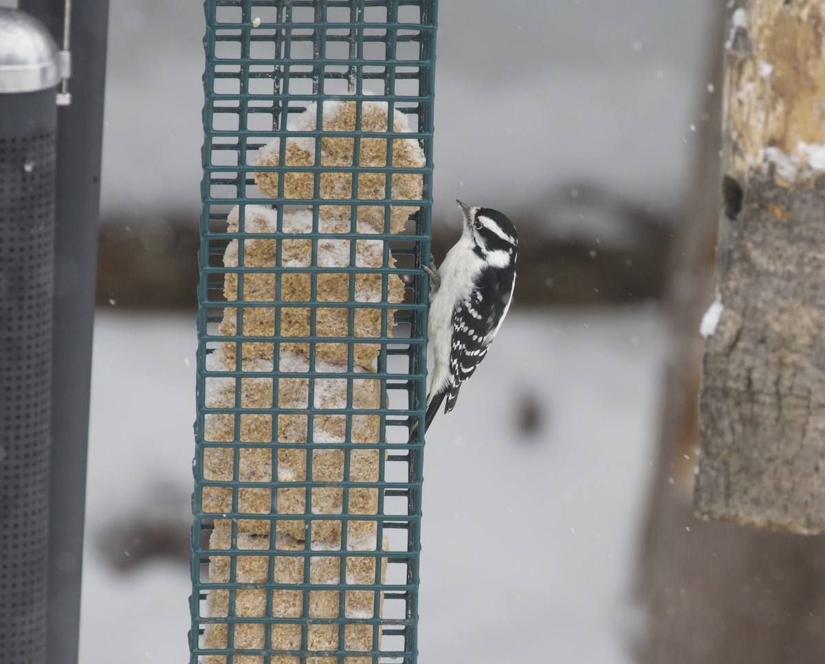 Downy Woodpecker - ML645445772