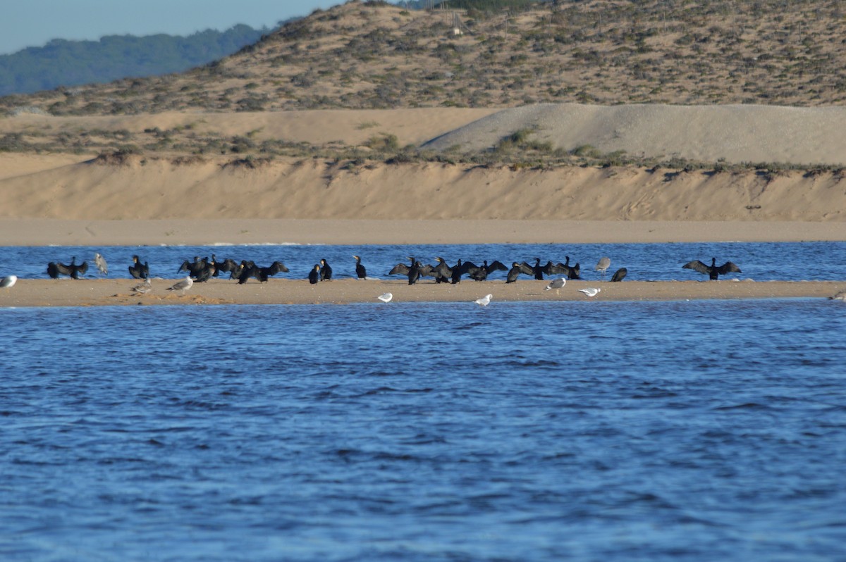 Kormoran - ML645445775