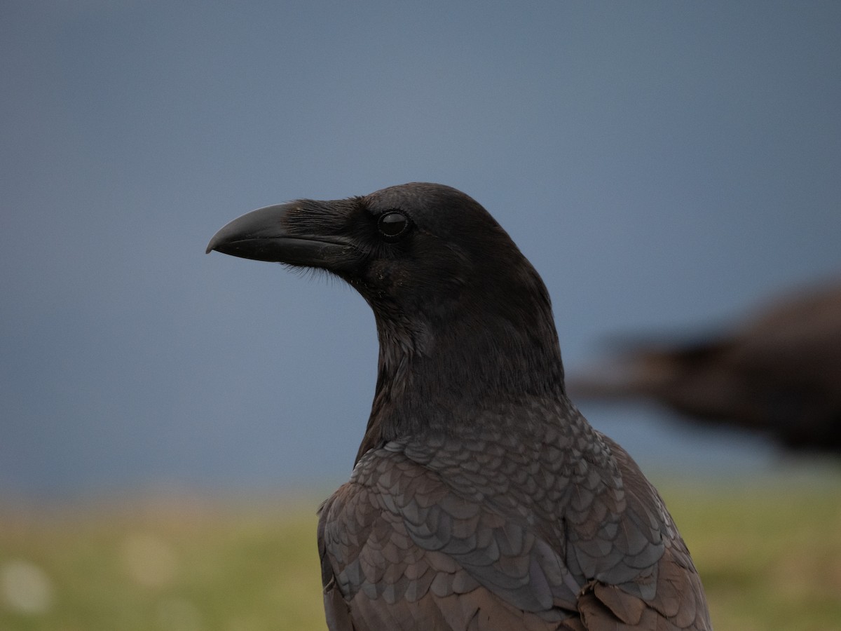 Common Raven - ML645445782
