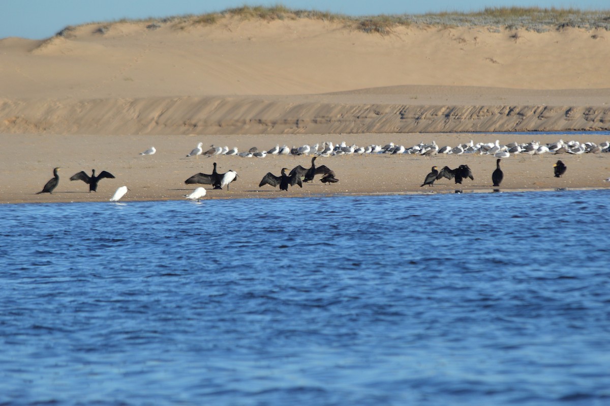 Kormoran - ML645445784