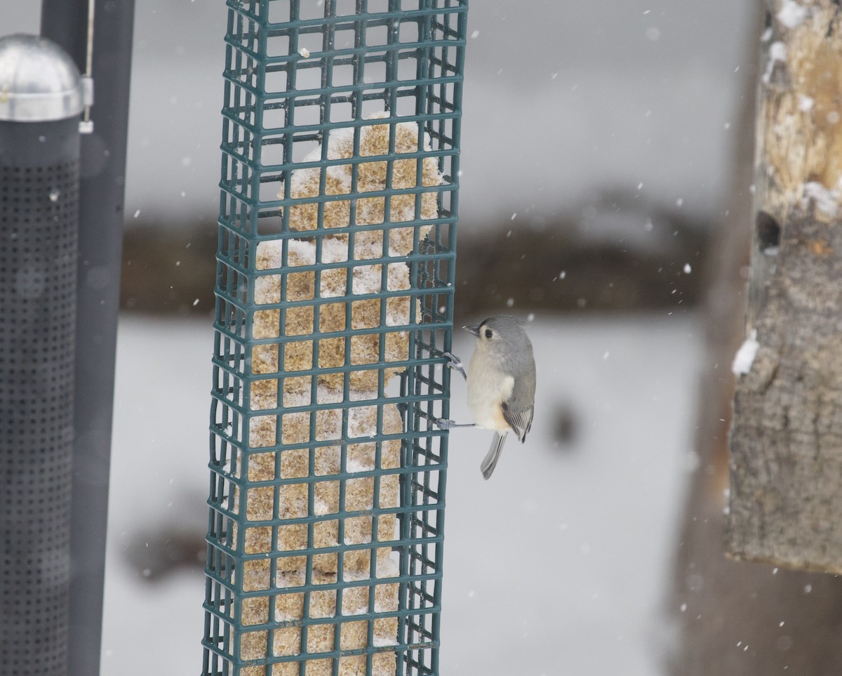 Tufted Titmouse - ML645445785
