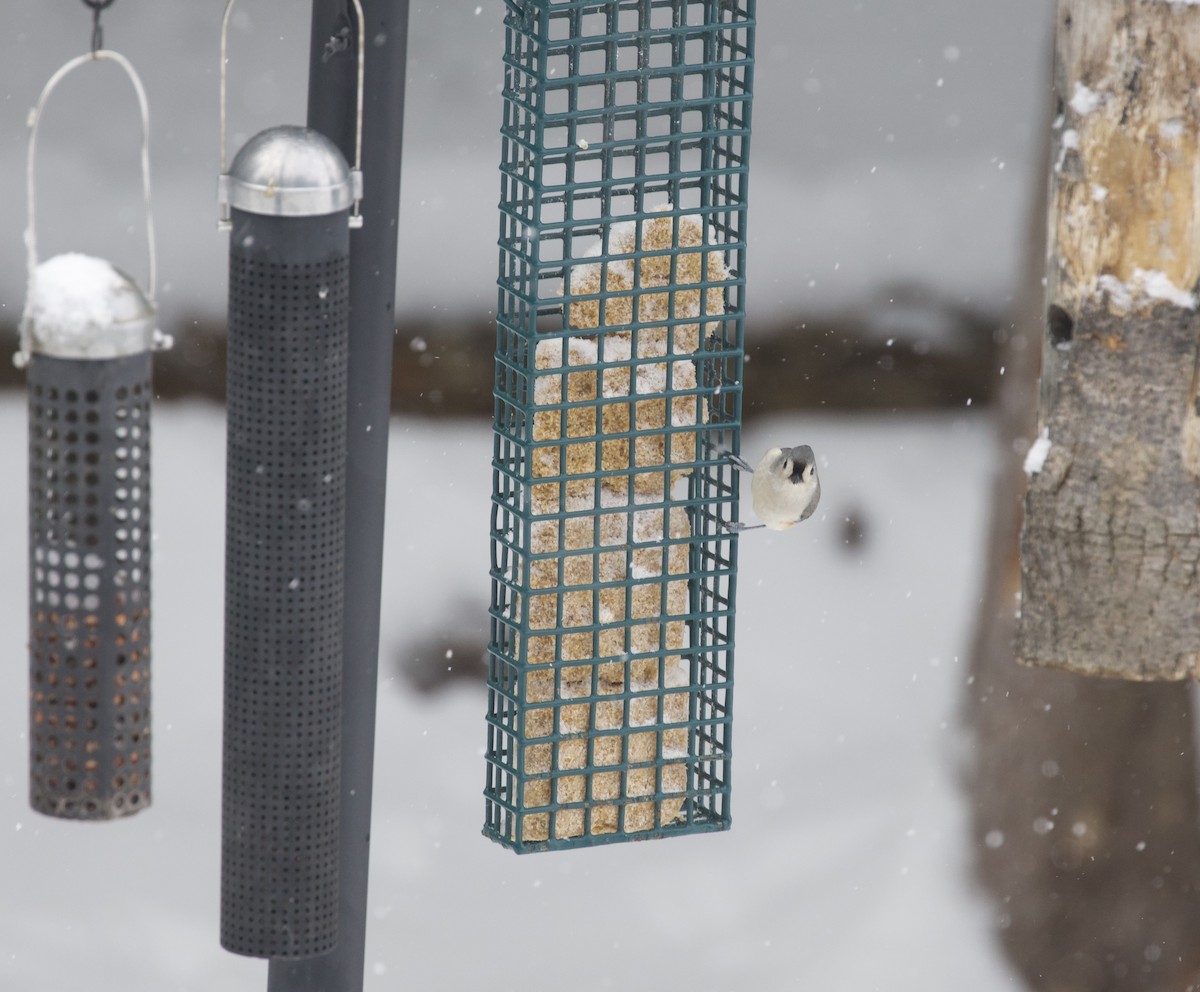 Tufted Titmouse - ML645445786