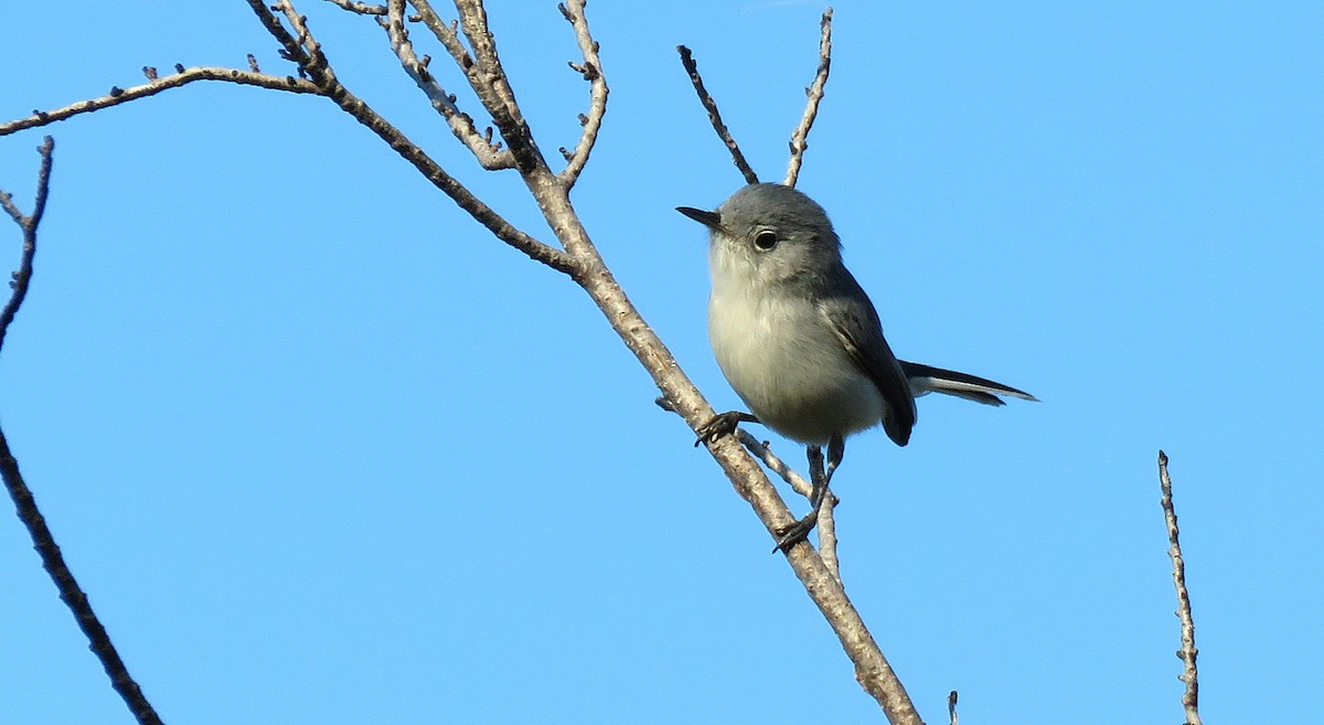 Blue-gray Gnatcatcher - ML645445787