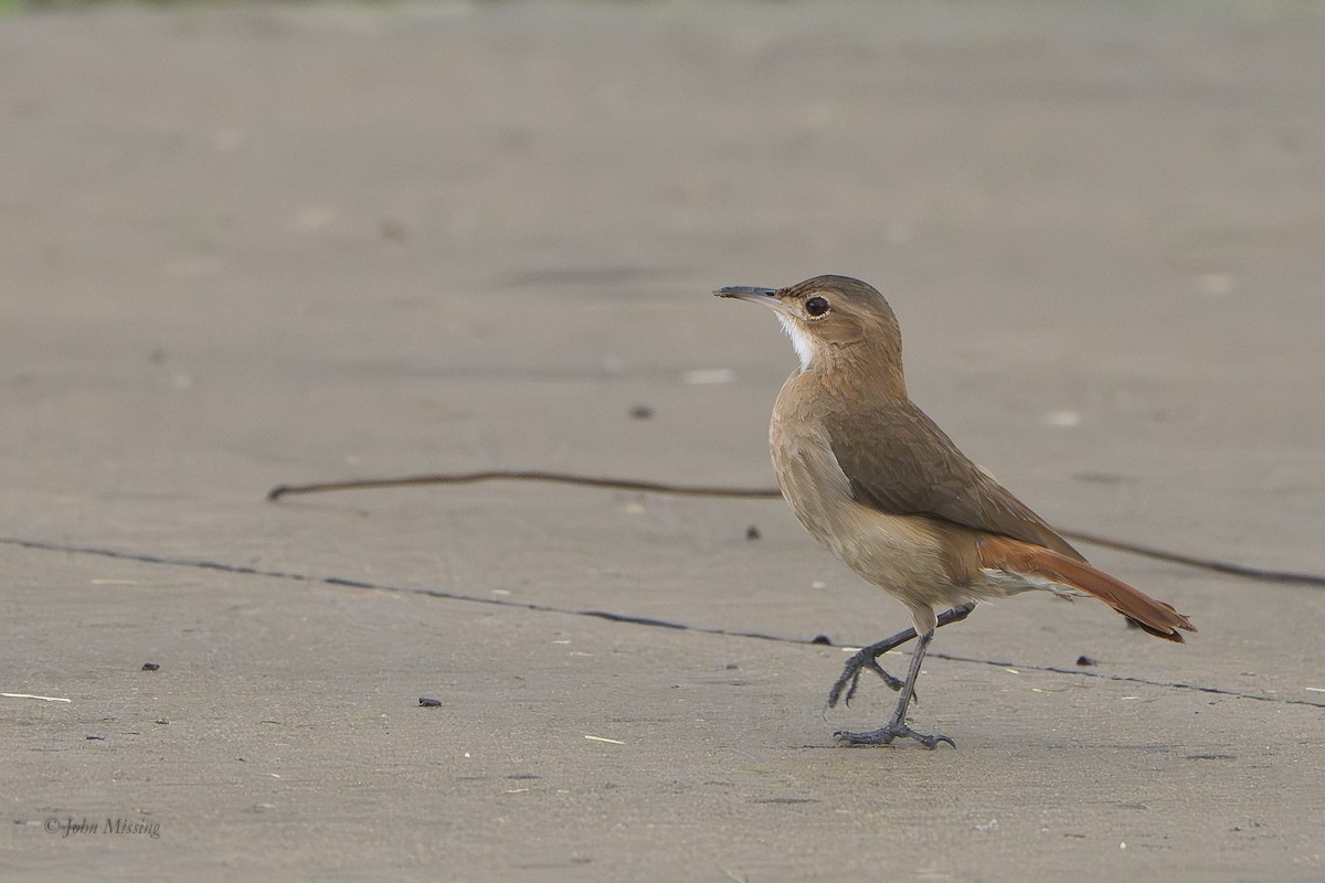 Rufous Hornero - ML645445790