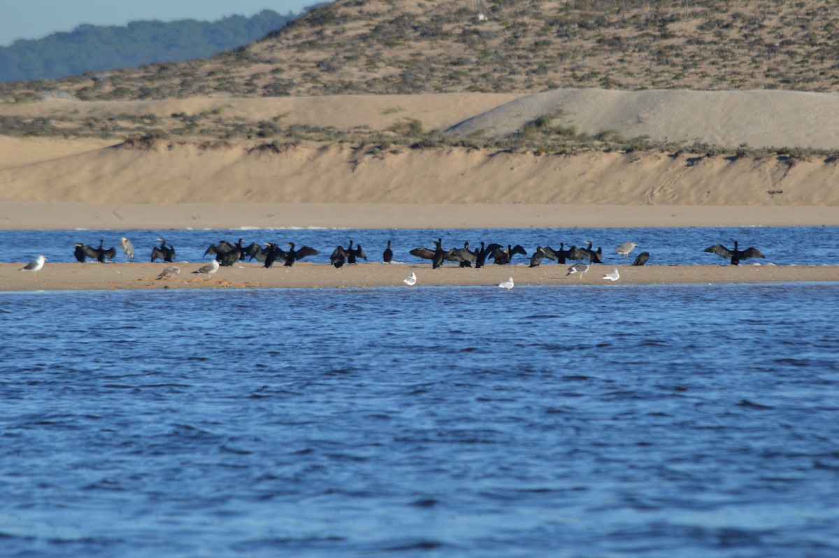 Kormoran - ML645445791