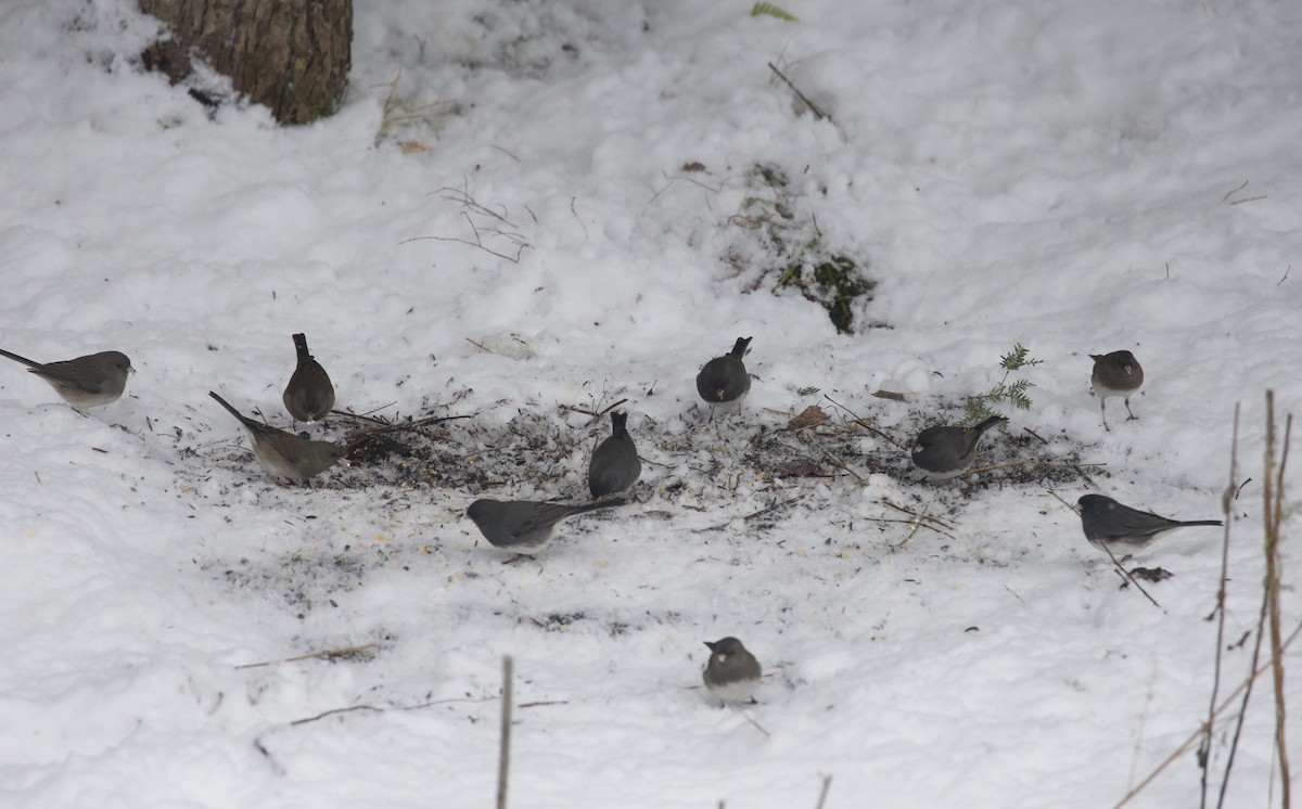 Dark-eyed Junco - ML645445792