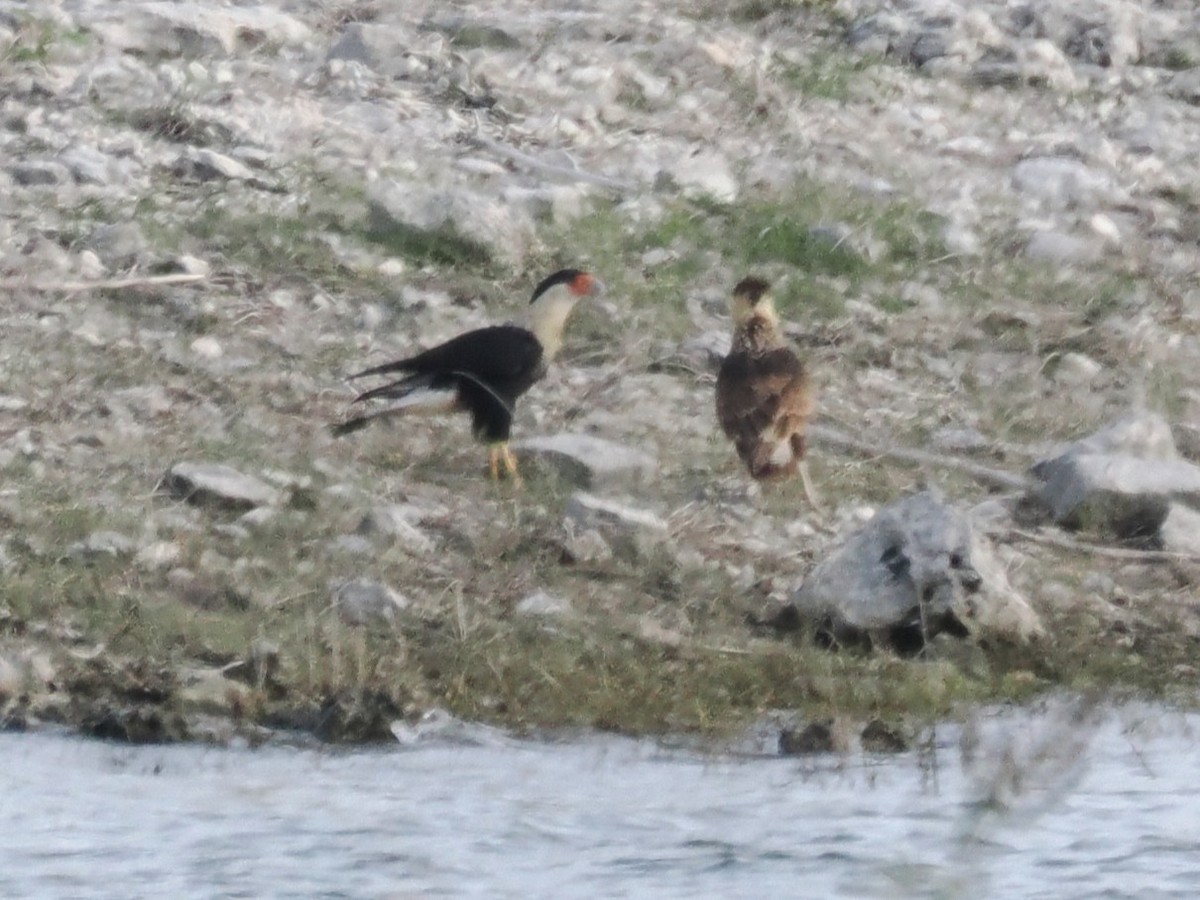 Crested Caracara (Northern) - ML645445795
