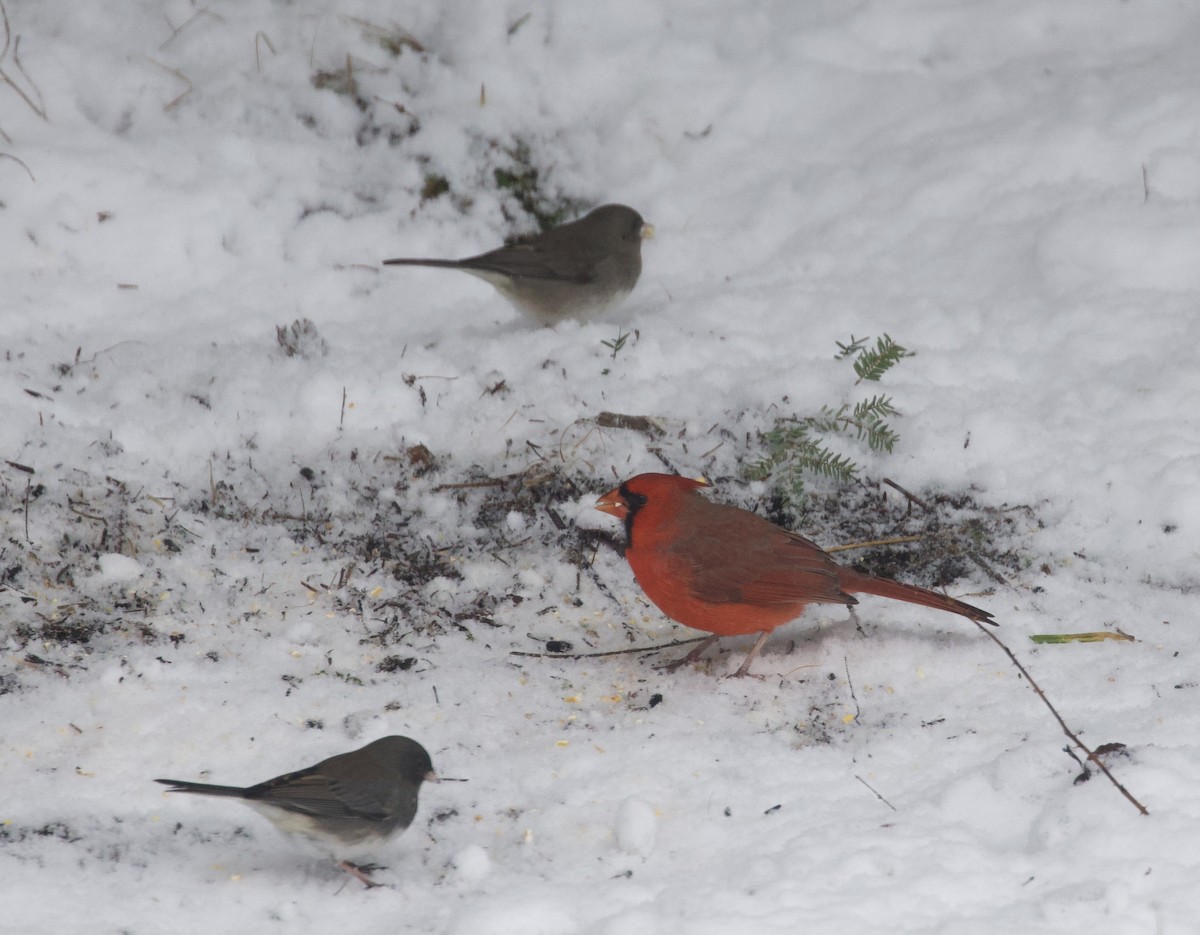 Northern Cardinal - ML645445796