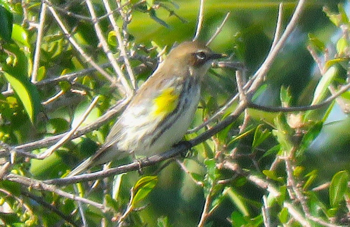 Yellow-rumped Warbler - ML645445799