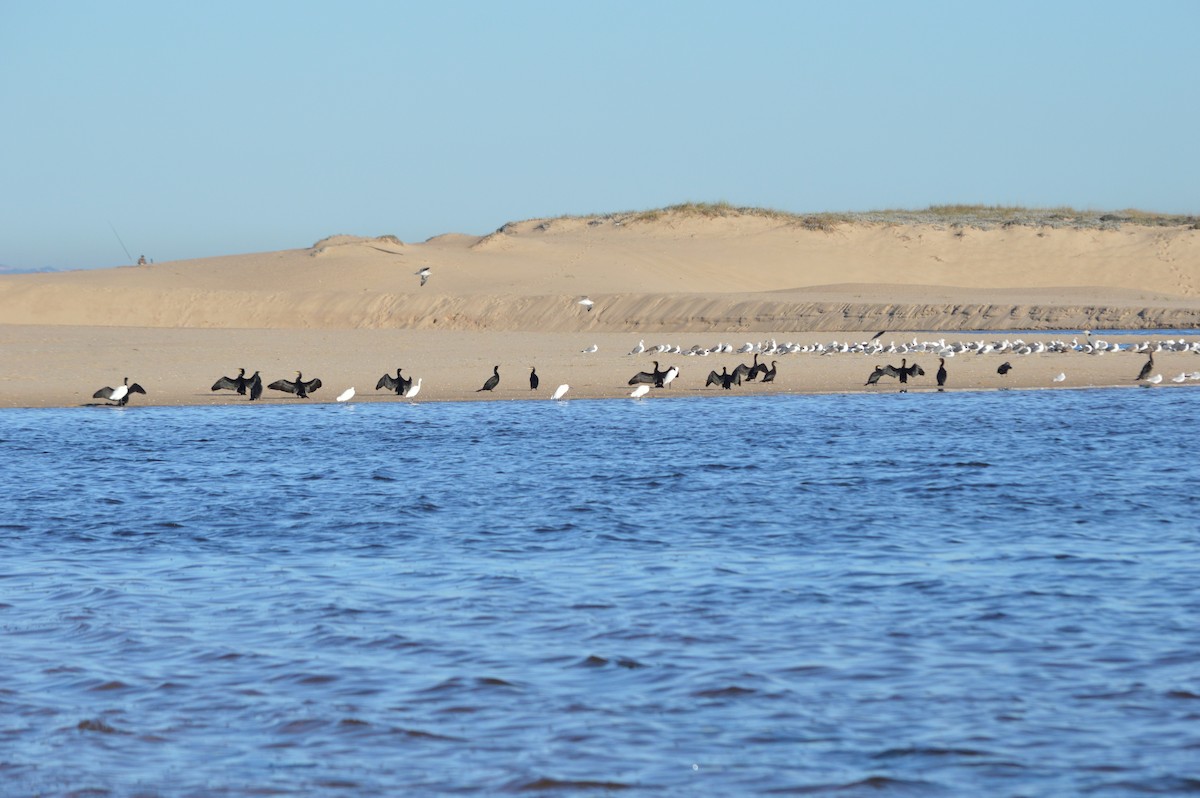 Kormoran - ML645445800