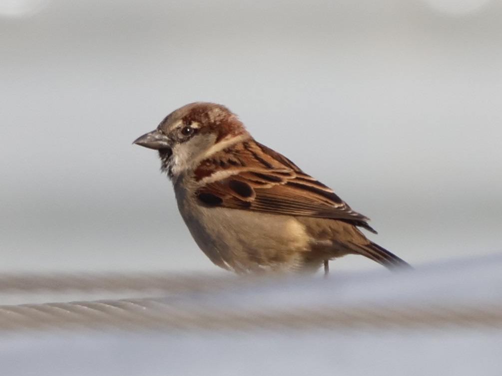 Gorrión Común - ML645445802