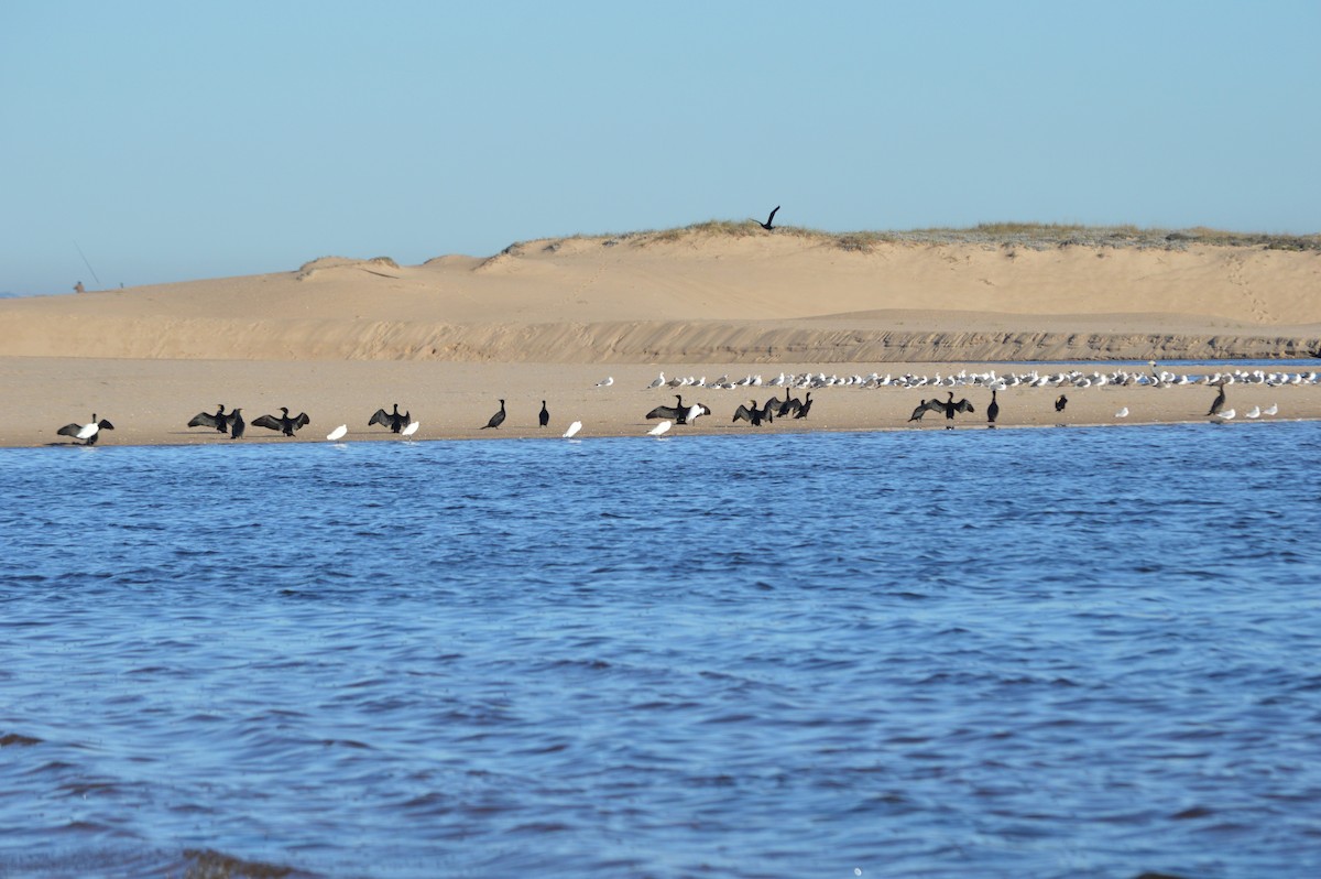 Kormoran - ML645445810