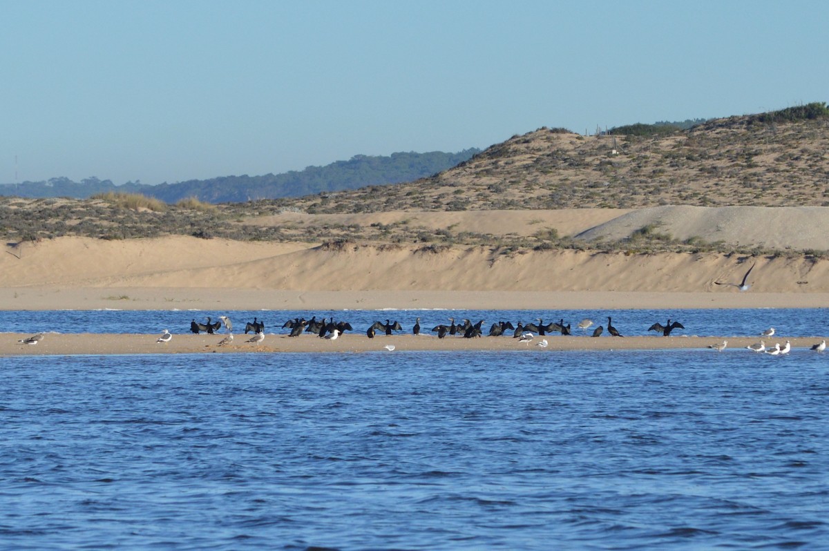 Kormoran - ML645445826