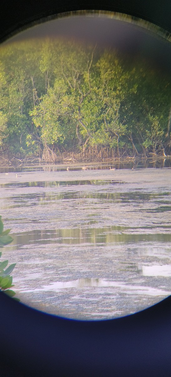 Mallard - ML645445846