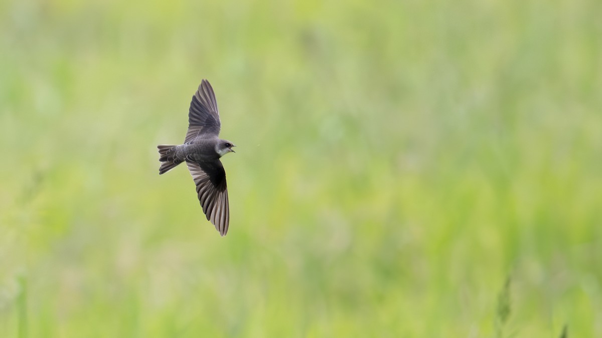 Bank Swallow - ML645445848