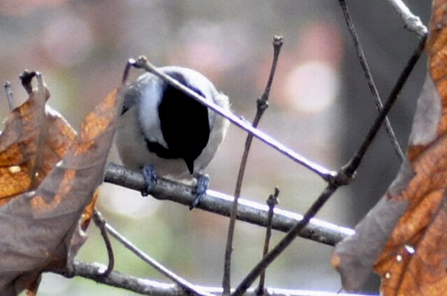 Carolina Chickadee - ML645445859