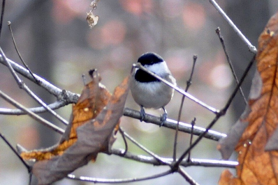 Carolina Chickadee - ML645445860