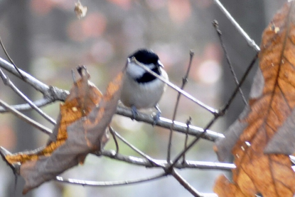 Carolina Chickadee - ML645445861