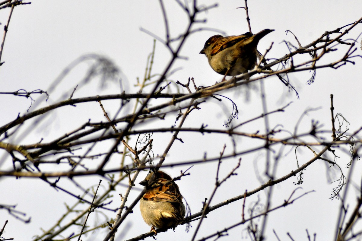 Gorrión Común - ML645445875