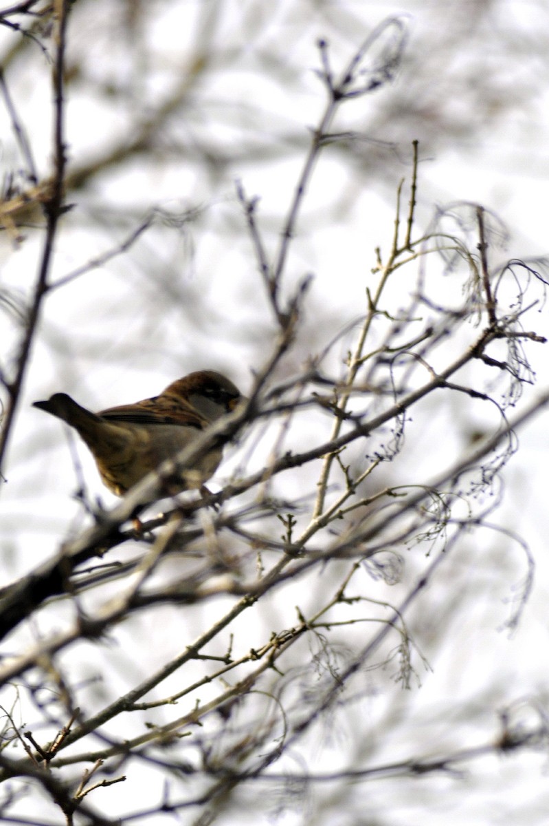 Gorrión Común - ML645445876