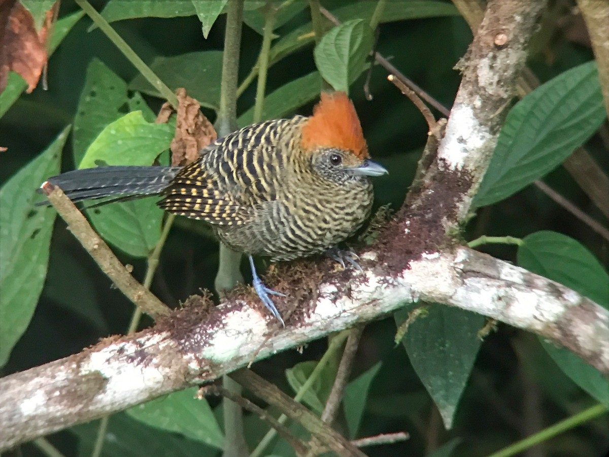 Tufted Antshrike - ML645445883