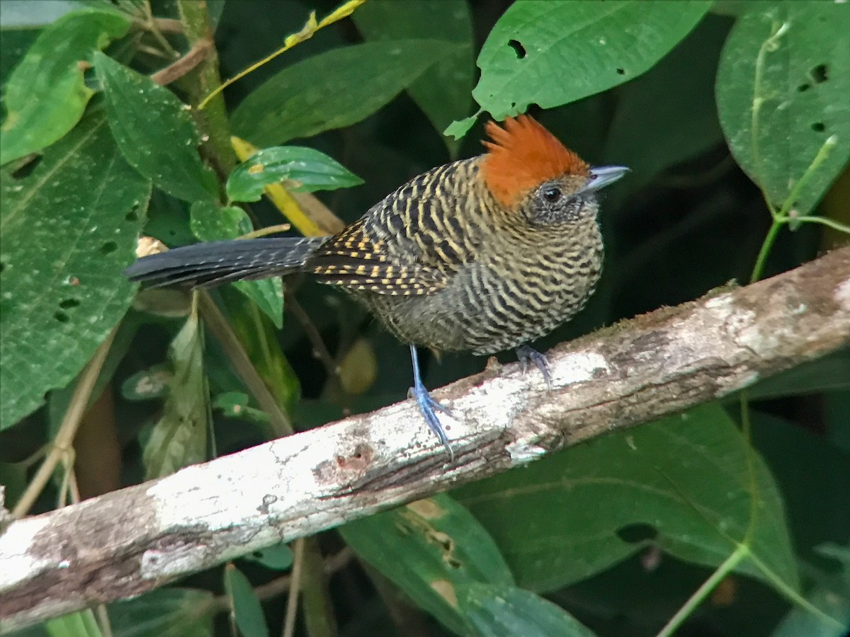 Tufted Antshrike - ML645445884