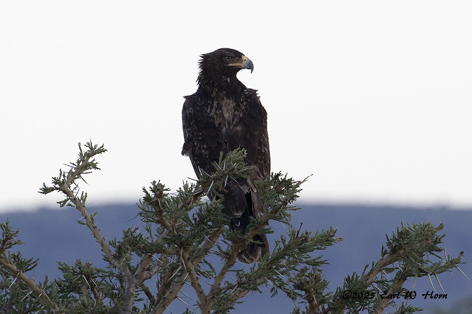 Tawny Eagle - ML645445886