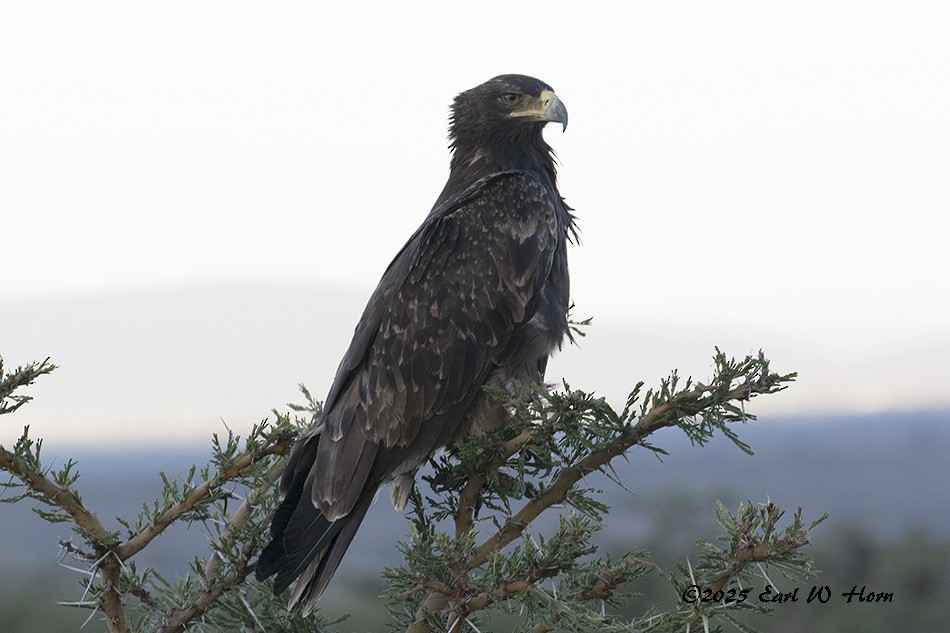 Tawny Eagle - ML645445887
