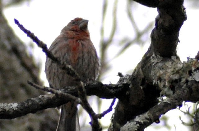 House Finch - ML645445897
