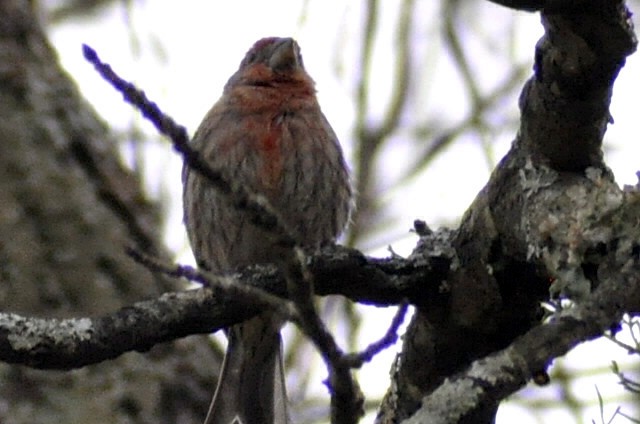 House Finch - ML645445898