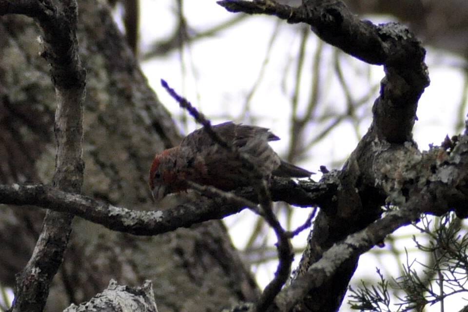 House Finch - ML645445899