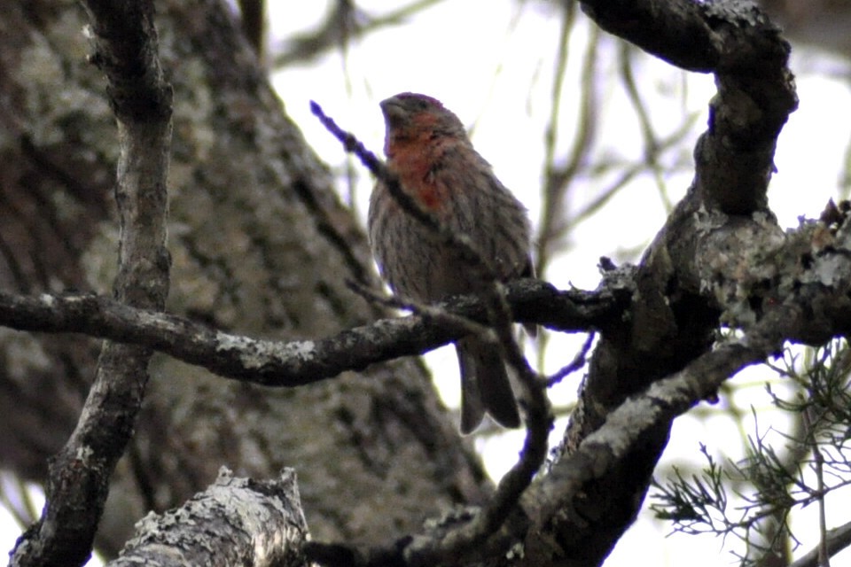 House Finch - ML645445900
