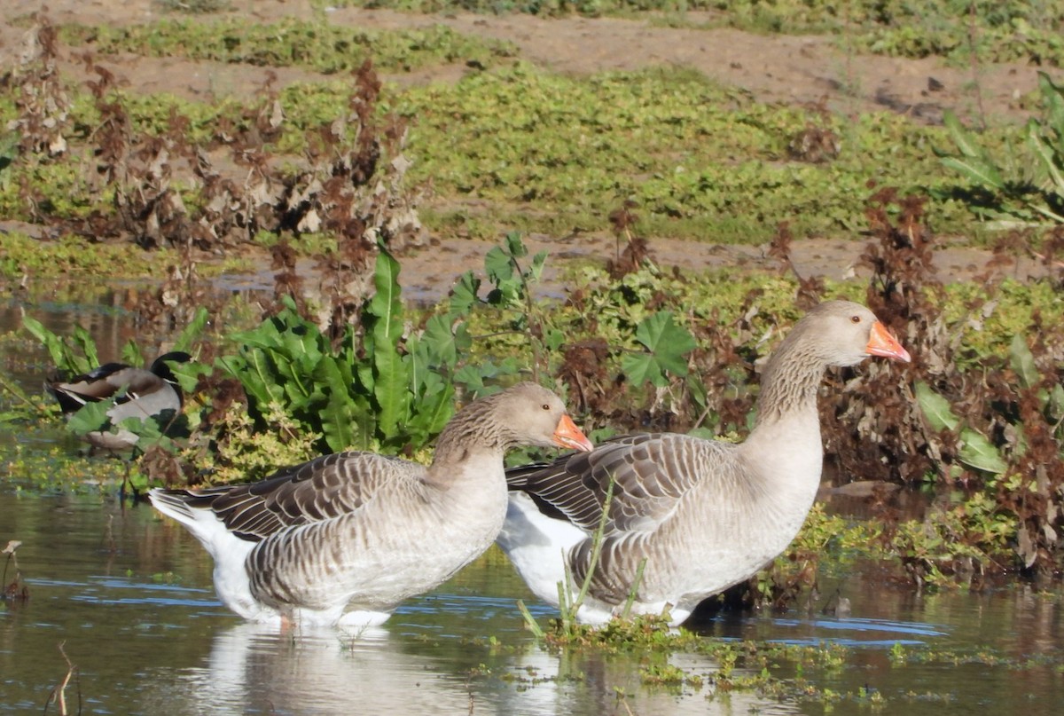 Ánsar Común - ML645445901