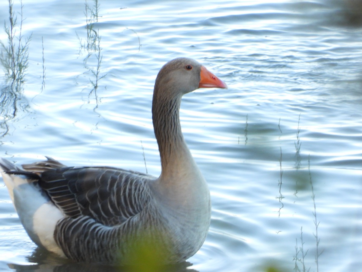 Ánsar Común - ML645445902