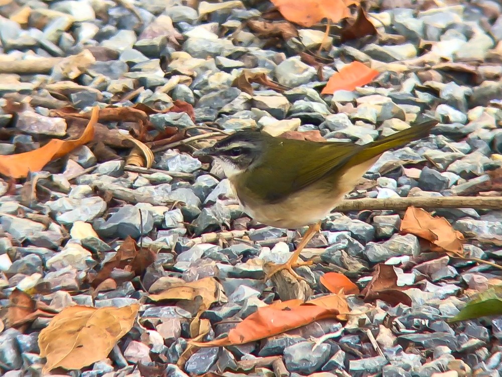 Riverbank Warbler (Southern) - ML645445906