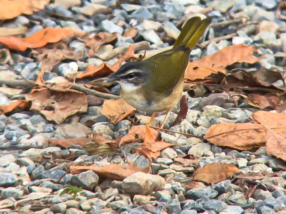 Riverbank Warbler (Southern) - ML645445907