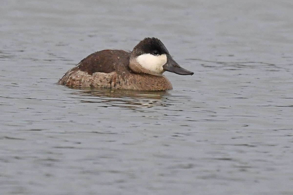 Ruddy Duck - ML645445911