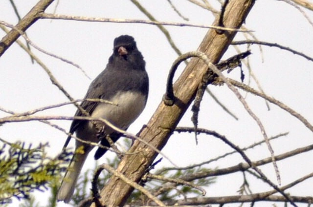 Dark-eyed Junco - ML645445914