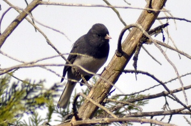 Dark-eyed Junco - ML645445915