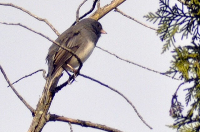 Dark-eyed Junco - ML645445917